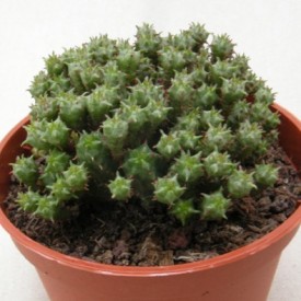 Euphorbia mamilaris 'Nanum'
