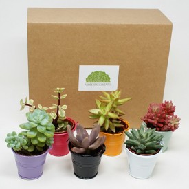 Coffret cadeau 6 mini succulentes - Zinc naturel