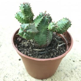 Euphorbia 'Daisymontana'