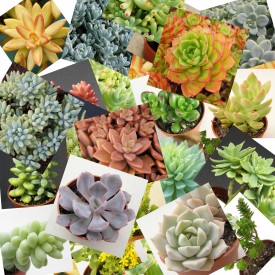 Collection de plantes mexicaines - Pot de  8cm