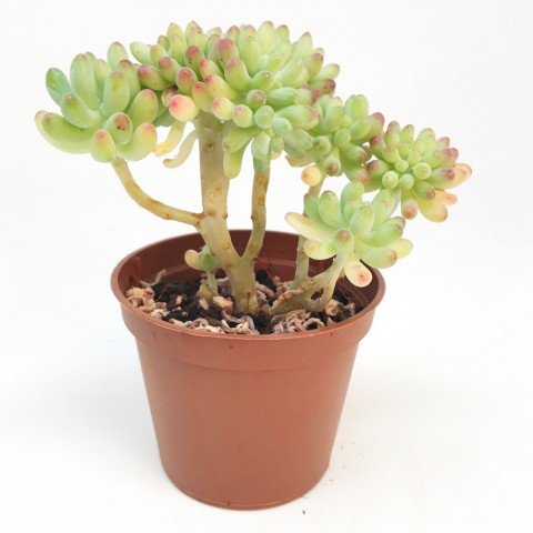 Sedum pachyphyllum form. cristata - Pot de 8cm