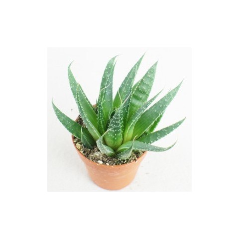 plantes grasses rustiques ! Aloe-aristata