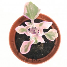 Senecio articulatus 'variegata'