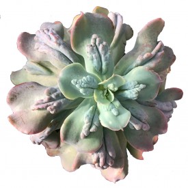 Echeveria gibbiflora var. Carunculata - pot de 10,5 cm