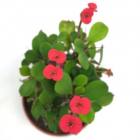 Euphorbia milii ssp. form. rouge