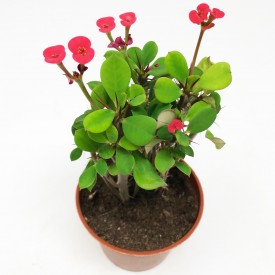 Euphorbia milii ssp. form. rouge