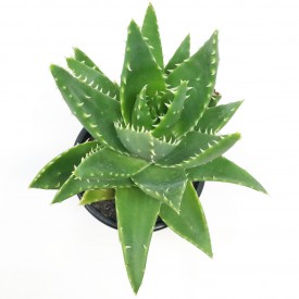 Aloe distans