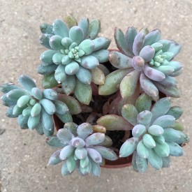 Pachyveria 'Mrs Coombes'
